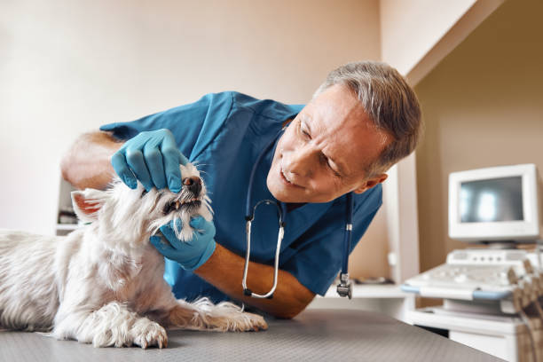 Best Weekend Emergency Dental Services in Oakland City, IN